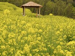 -桑洲油菜花景区