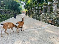 -奈良公园