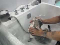 -爱洗澡的猫(望京店)