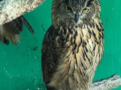 -西霞口神雕山野生动物世界