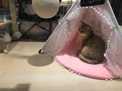 -momokira米努特·德文卷毛猫·棉花面纱犬