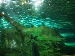 -悉尼海洋生物水族馆