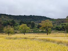 -塔川景区