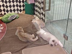 -大型宠物商超·宠海王国·宠物猫狗活体·用品·美容(新世界百货重庆店)