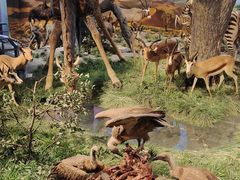 -国家自然博物馆