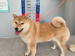 -伟伟宠物医院·CT影像中心·瑞派犬猫综合性门诊(汉口总院)