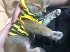 -逗柴咖啡屋·狗咖猫咖宠物桌游