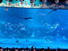 -烟台海昌鲸鲨海洋公园