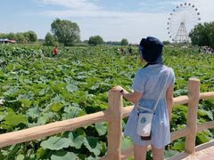-白洋淀景区