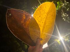 -深圳仙湖植物园