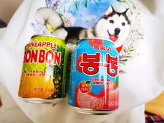 -Husky Go! 哈士奇体验馆·宠物咖啡厅狗咖