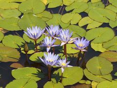 -国家植物园南园