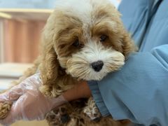 -翊宠yipet猫狗购宠庄园犬舍•猫舍