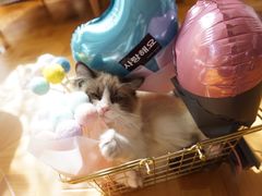 -MOYOYO猫咪咖啡店