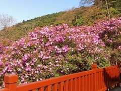 -广州市石门国家森林公园