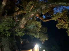 -杨家堂村