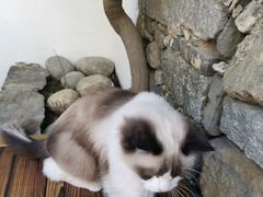 -喵屿·大理花园猫咖