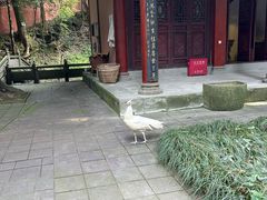 -都江堰普照寺