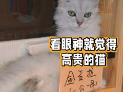 -Promise 国风宠物空间(上邦百汇城店)