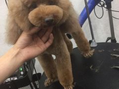 -八公叔叔宠物美容连锁(春申店)