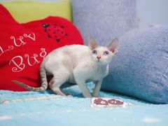 -Bastet sally猫舍购宠(静安店)