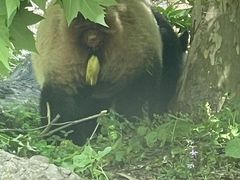-都江堰中华大熊猫苑