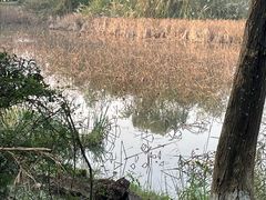 -白鹭湾湿地公园