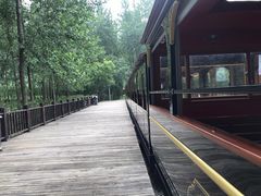 -合肥滨湖国家森林公园