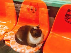 -猫咪博物馆(顶澳仔猫街店)