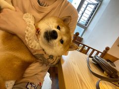 -豆柴町-柴犬主题狗咖(红鼎国际C座店)