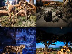 -国家自然博物馆