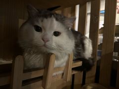 -Mr.Fox狐狸先生超级密室(南山店)