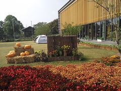 -田园东方蜜桃村的田野营地