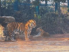 -上海野生动物园老虎餐厅