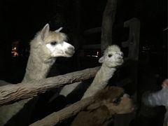 -清迈夜间动物园