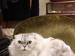 -Golikooo Vintage(中古店)