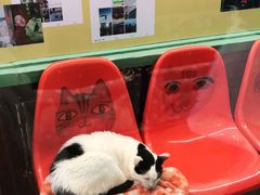 -猫咪博物馆(顶澳仔猫街店)