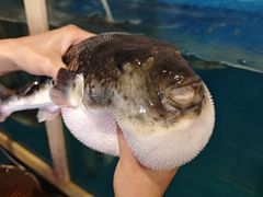 -天正河鲀·河豚亭(大连店)