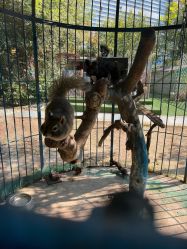 -萌宠亲子动物乐园(槐房万达店)