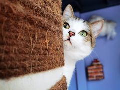 -喵屿·大理花园猫咖