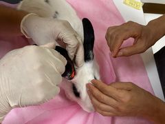 -北京观赏动物医院·24小时大型综合·猫专科·异宠专科