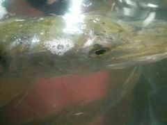 -新疆风味冷水鱼庄(友谊峰路店)