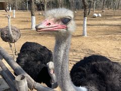 -大连森林动物园