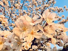 -高东镇樱花园