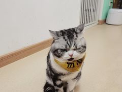 -猫在这儿猫咪咖啡馆·撸猫馆