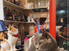 -猫色咖啡·猫咖