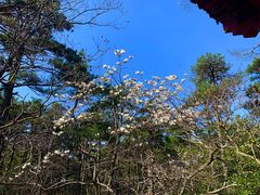 -庐山风景区花径公园