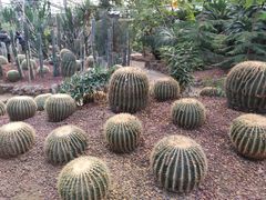 -呀路古热带植物园