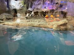 -帝企鹅自助餐厅•儿童岛•真企鹅(长隆企鹅酒店)