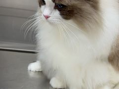 -艾贝尔宠物医院·宠保定点·超声绝育·免疫点(樱花路店)